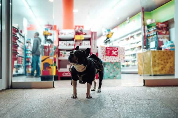 Fornecedores de Produtos Para Pet Shop no Atacado